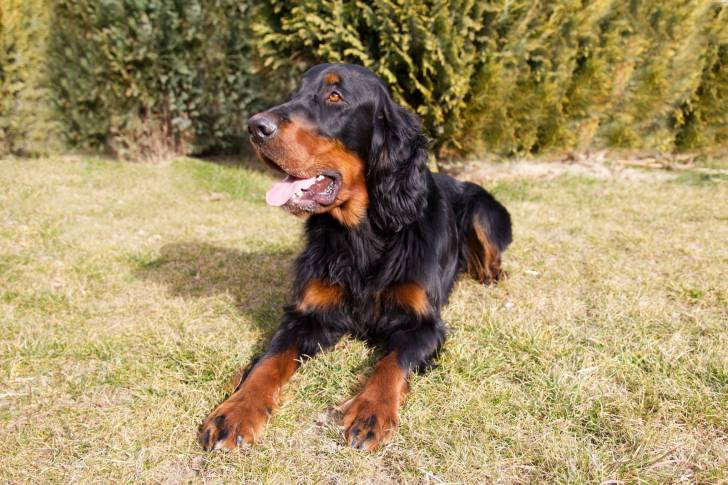 Un Setter Gordon allongé dans un jardin