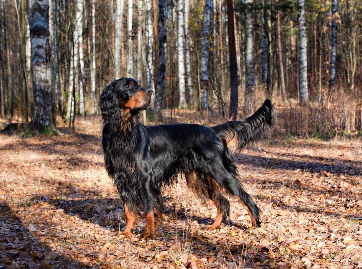 Un Setter Gordon se promène en forêt