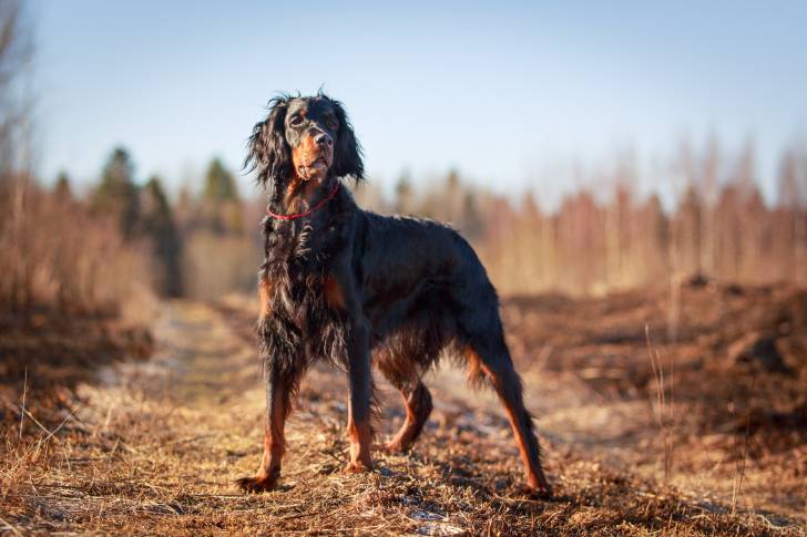 Un Setter Gordon pendant sa promenade