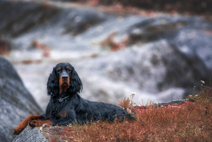 Un Setter Gordon allongé dans la nature