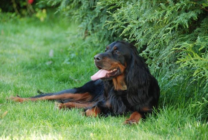 Vianne de Saint Vigor - Setter Gordon (7 ans)