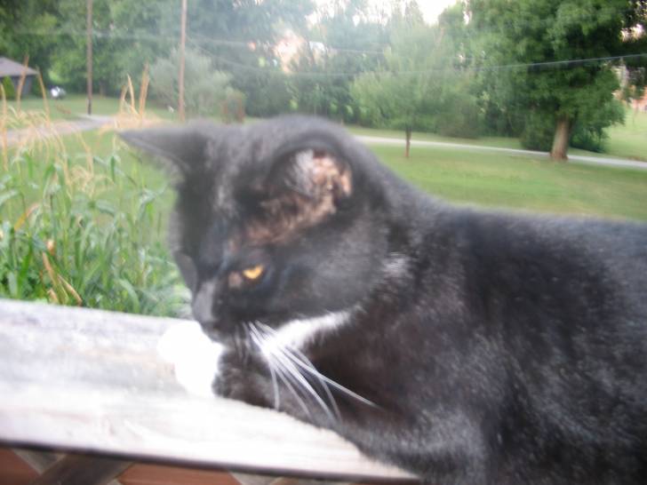 pumpkin - (5 ans)