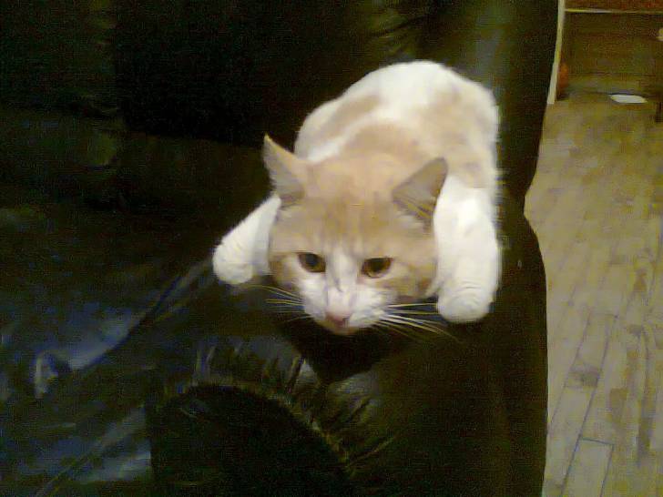 don gato el dormilon -
