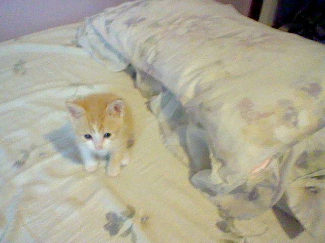 Simba - Mâle