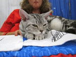Photo American Wirehair