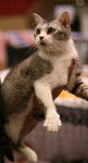 Photo American Wirehair