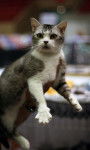 Photo American Wirehair