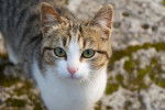 Photo American Wirehair
