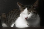 Photo American Wirehair