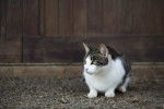 Photo American Wirehair