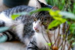 Photo American Wirehair