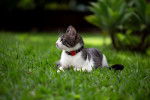 Photo American Wirehair