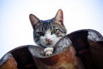 Photo American Wirehair