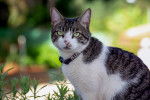 Photo American Wirehair
