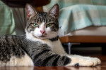 Photo American Wirehair