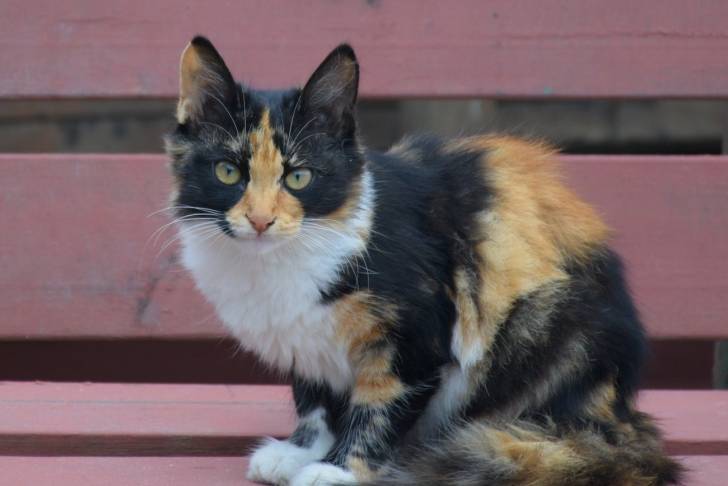 Les Chats Tricolores Calicos Ou Isabelle