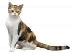 Photo American Wirehair