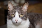 Photo American Wirehair