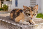 Photo American Wirehair