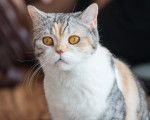 Photo American Wirehair