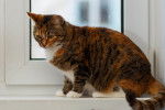 Photo American Wirehair