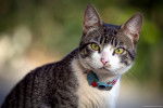 Photo American Wirehair