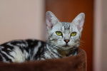 Photo American Wirehair