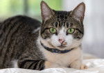 Photo American Wirehair