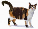 Un American Wirehair tricolore sur fond blanc
