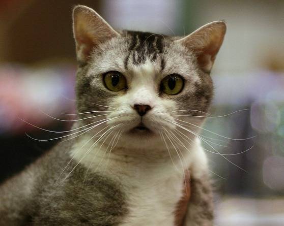 Photo American Wirehair