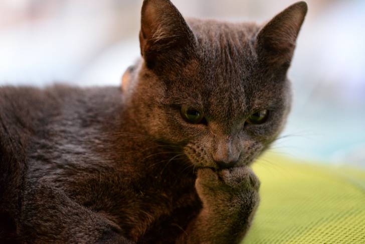 Photo American Wirehair