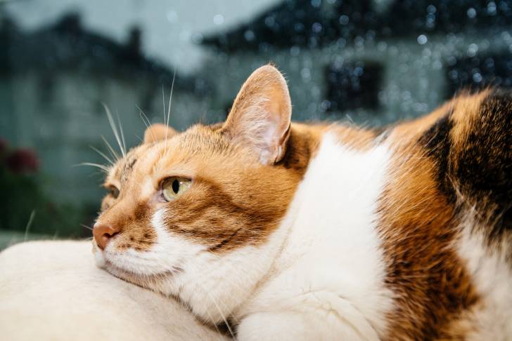 Photo American Wirehair