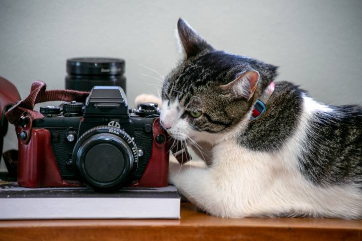 Photo American Wirehair