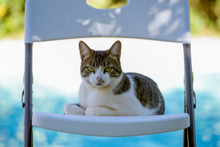 Photo American Wirehair