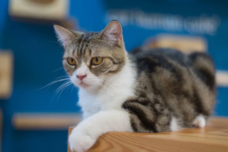 Un American Wirehair gris tabby et blanc perché sur un meuble