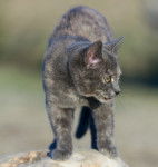 Photo Australian Mist