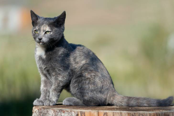 Photo Australian Mist