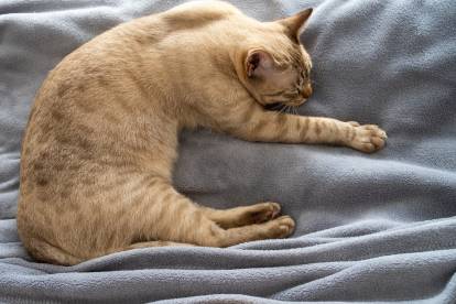 Un chat Australian Mist avec un pelage spotted tabby