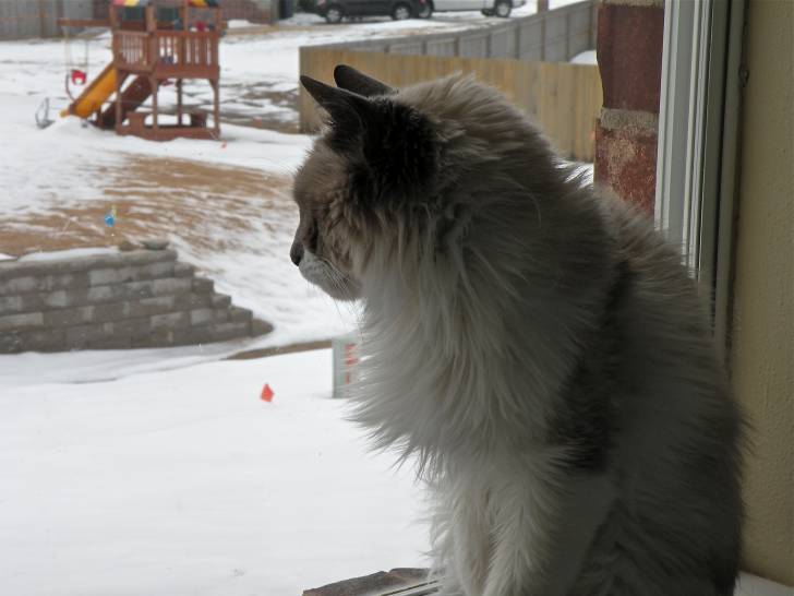 Le Balinais - Balinais