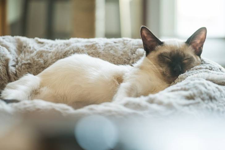 Un Balinais endormi dans son panier