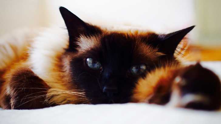 Un Birman affalé sur un matelas