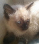 Balinais Traditionnel - Balinais Traditionnel