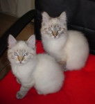 Ancienne race Balinais, LEO & MAX - Balinais Traditionnel