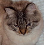 Balinais - Balinais Traditionnel