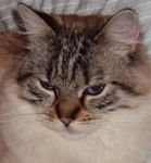 Balinais - Balinais Traditionnel