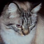 Balinais - Balinais Traditionnel