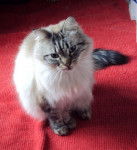 Max, balinais, 2012.07.13 - Balinais Traditionnel