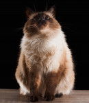 Photo Balinais Traditionnel