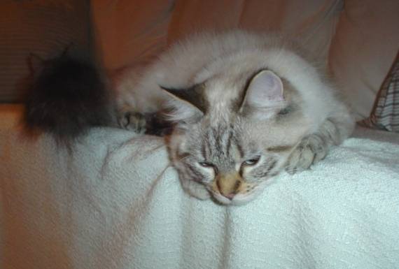 Balinais - Balinais Traditionnel