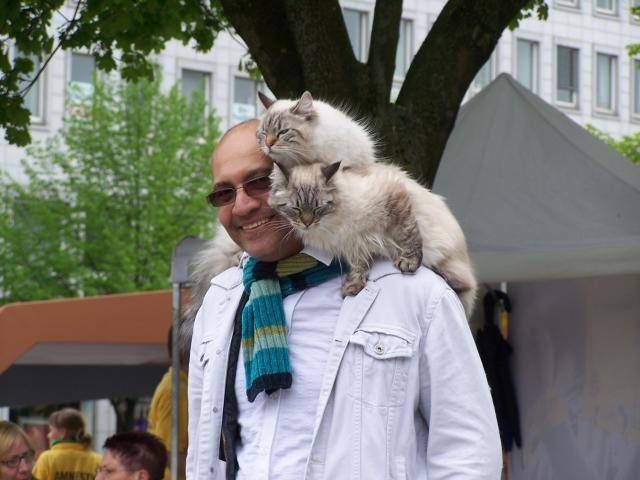 Balinais MAX & LEO - Balinais Traditionnel